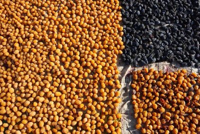 Fruits drying at the sun