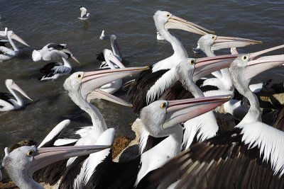 Pelican feeding at Kingscote Wharf