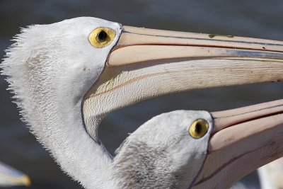 Pelicans at Kingscote Wharf