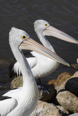 Pelicans at Kingscote Wharf