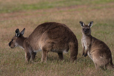 Kangaroos at Western K I Caravan Park