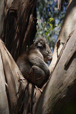 Koala at Flinders Chase N P
