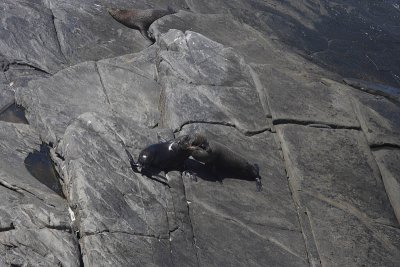 New Zealand fur seals at Admiral Arch