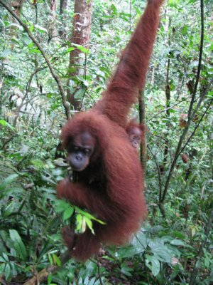 Orangutans in the Jungle - Bukit Lawang