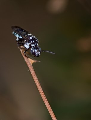 Cuckoo bee