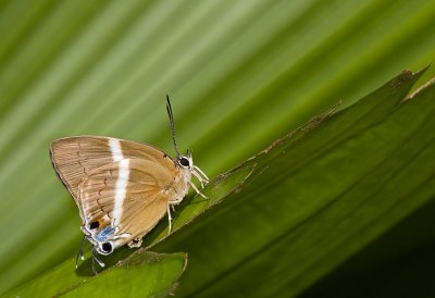 Burmese Tufted Royal