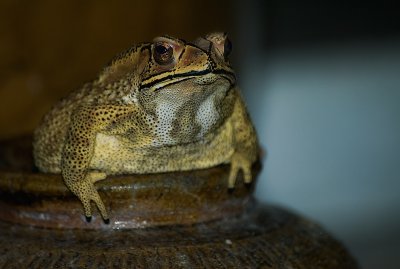 Black-spined toad