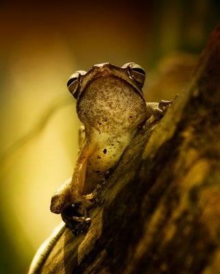 Tree frog