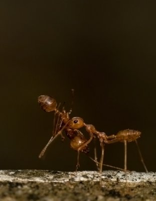 Red weaver ants