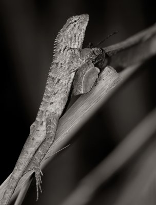 Garden fence lizard