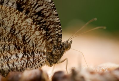 Tiger Palmfly