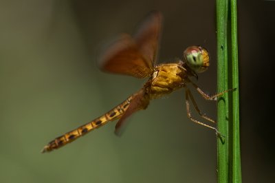 Fulvous Forest Skimmer ♀