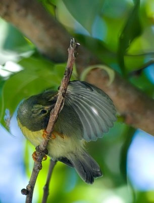 Common tailorbird (juvenile)