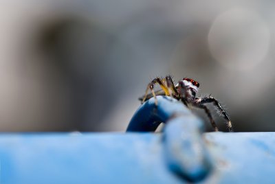 Jumping spider