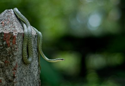 Golden Tree Snake