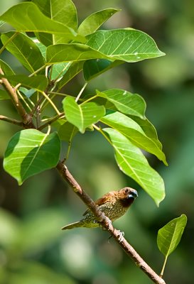 Scaly-breasted Munia