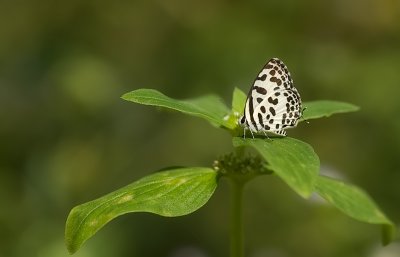 Common Pierrot