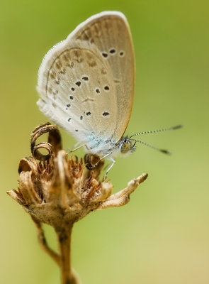 Lesser Grass Blue