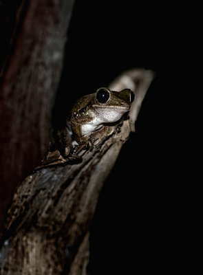 White-lipped Tree Frog