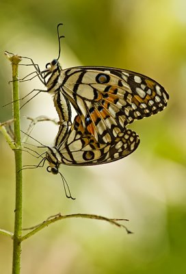Mating Common Lime butterflies