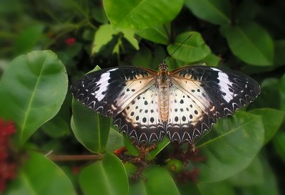 Leopard Lacewing ♀