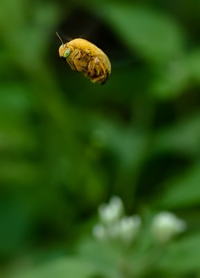 Chinese carpenter bee