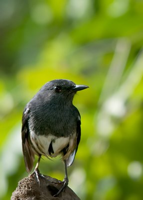 Oriental Magpie Robin (female)