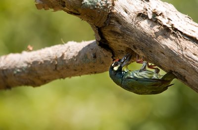 Coppersmith Barbet