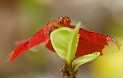 Fulvous Forest Skimmer