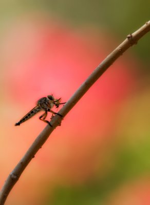 Robber fly