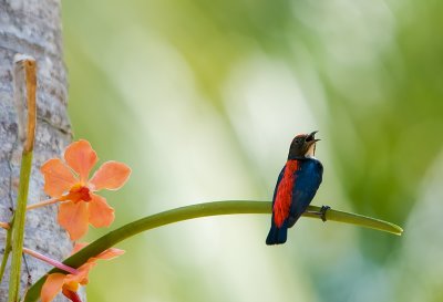 Flowerpeckers