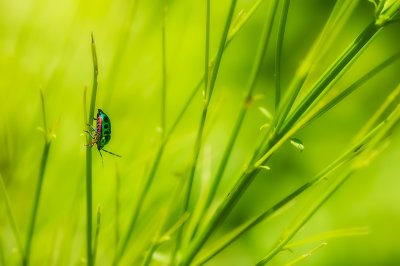 Jewel bug