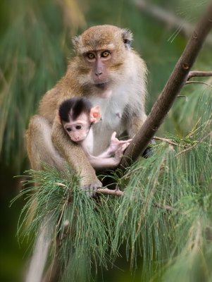 Crab-eating Macaque