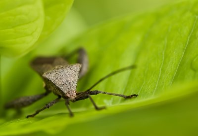 Leaffooted Bug