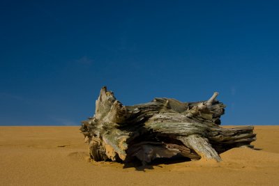 NNP Hoge Veluwe 2008