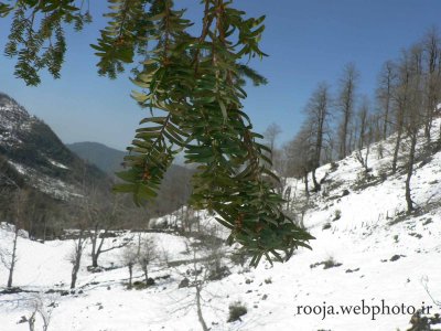 rooja | pics of nature and people