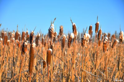 Cat Tails HDR