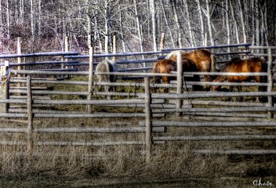 Eleske Horses