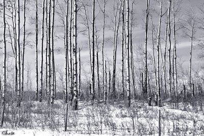 The Colorless Forest