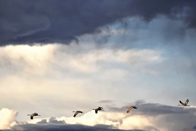 Cranes in the Rain