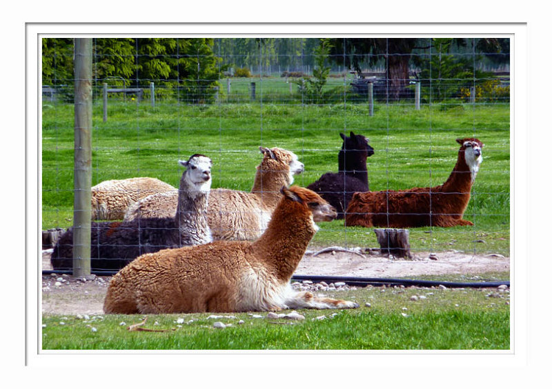 A Group Of Alpacas