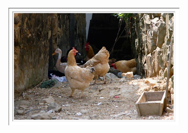 Poultries