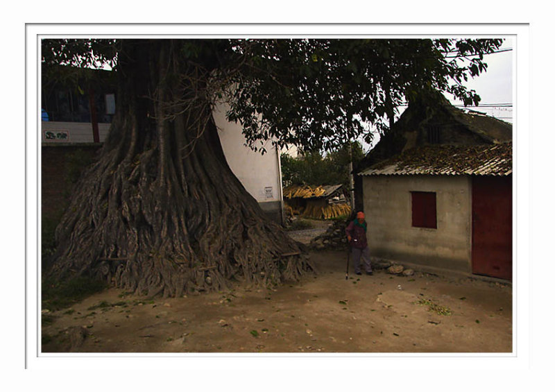 Giant Old Banyan Tree