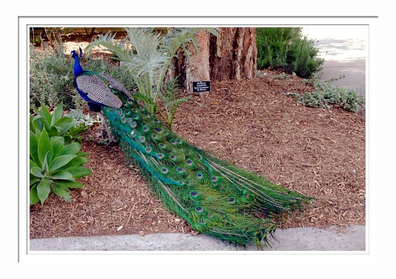 Peacock 3