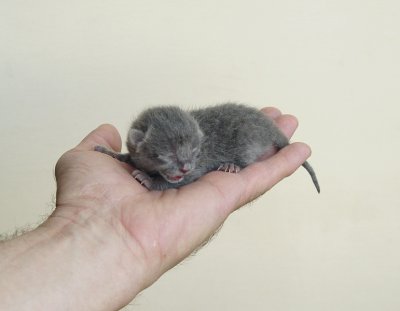 One day old Kitten