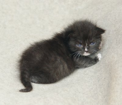 Male Kitten named Pong at 14 days old.