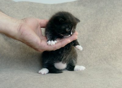 Kitten Baby Pong