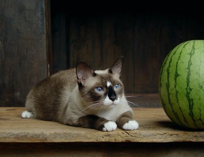 Mouse + Watermelon