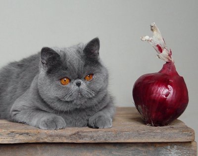 Cat + Red Onion