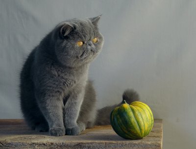 Cat + squash
